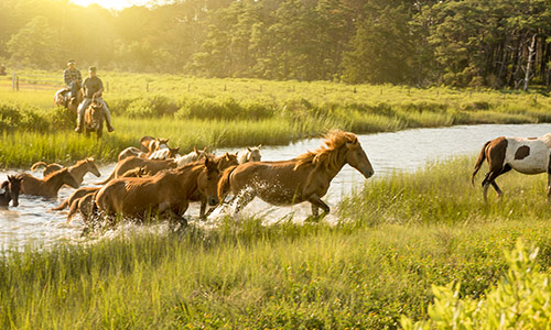 Music Festivals are in Full Swing - Lockn'