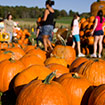 Fall Pumpkins Fall Pumpkins