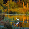 2018 Best in Show Winner: Caledon State Park by Edward Episcopo